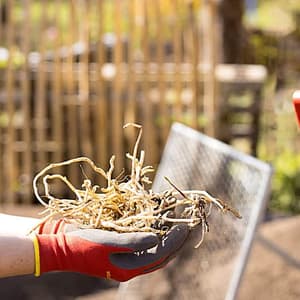 Wolf Garten Bed-Gloves (Soil), GH-BO 7